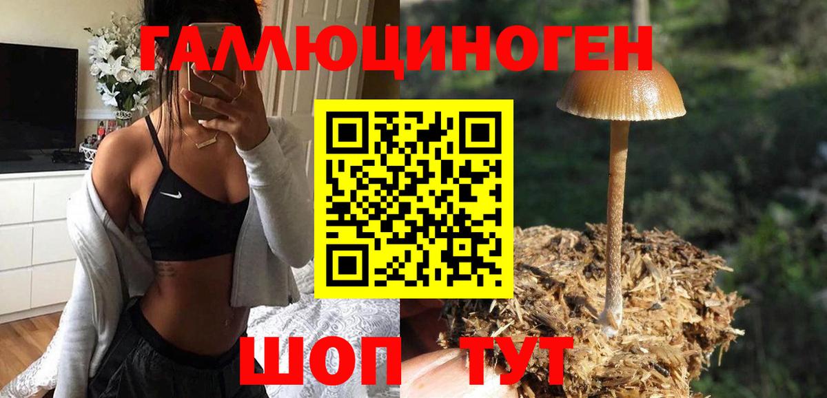 Псилоцибиновые грибы MAGIC MUSHROOMS  как найти   Балтийск  Галлюциногенные грибы мицелий 